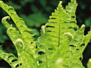 Consciously Living - Your NZ Wellness Directory - Fern