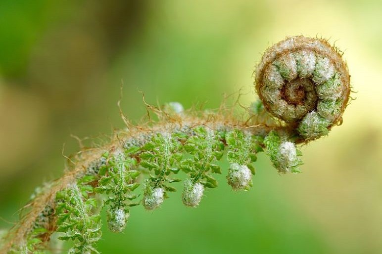 Consciously Living - Your Wellness Directory - Fern frond unfurling