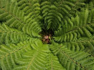 Consciously Living - Your NZ Wellness Directory - Ferns