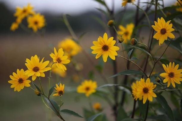 Consciously Living - Your NZ Wellness Directory - arnica flowers