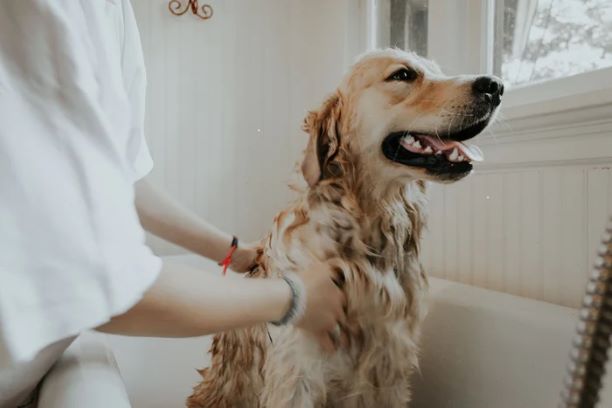 Consciously Living - Your NZ Wellness Directory - Eco Dog Wash
