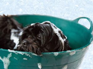 Consciously Living - Your NZ Wellness Directory - Puppy Scrubba